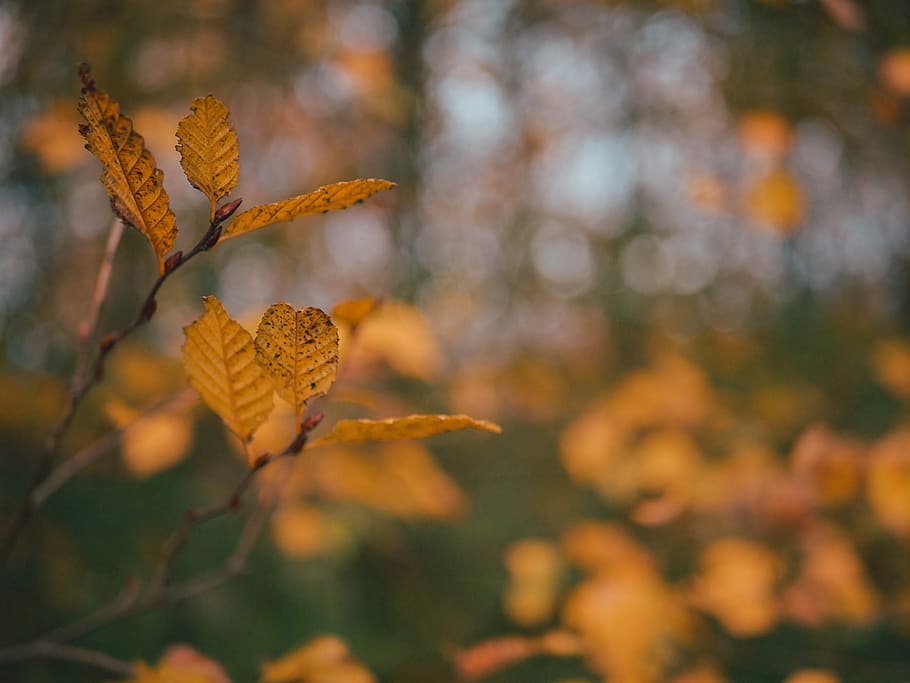 selective focus photography of orange leafed plant, brown leaves HD wallpaper
