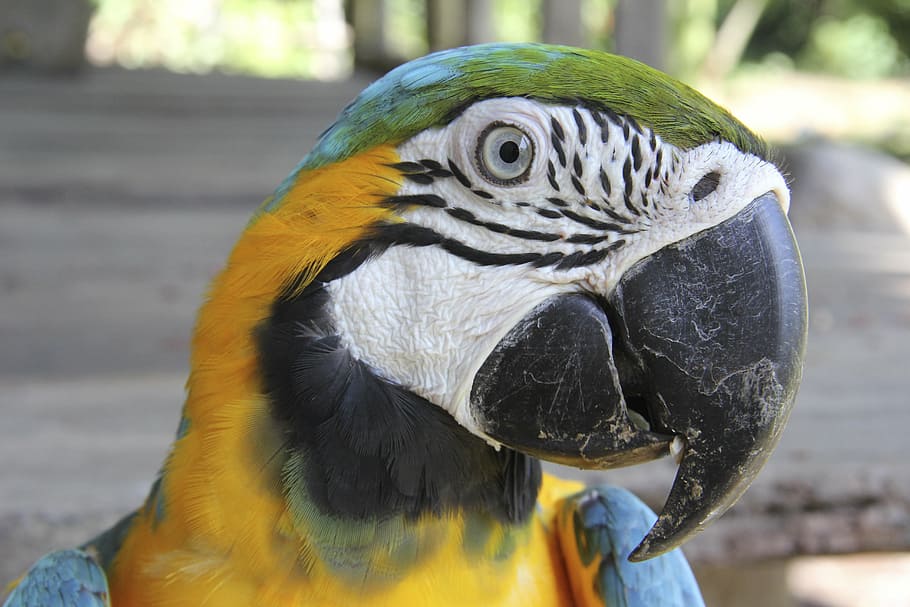 macaw, parrot, tropical, exotic, feathers, beak, pet, colorful HD wallpaper