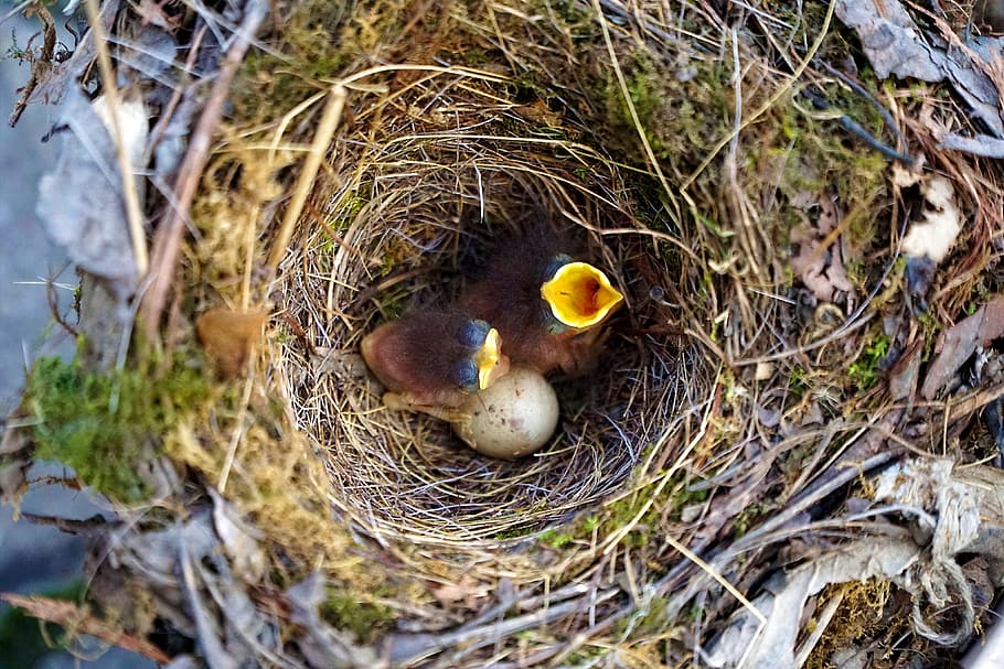 Bird, Robin, Nest, birds, baby, bill, open, helpless, egg, hatching, HD wallpaper