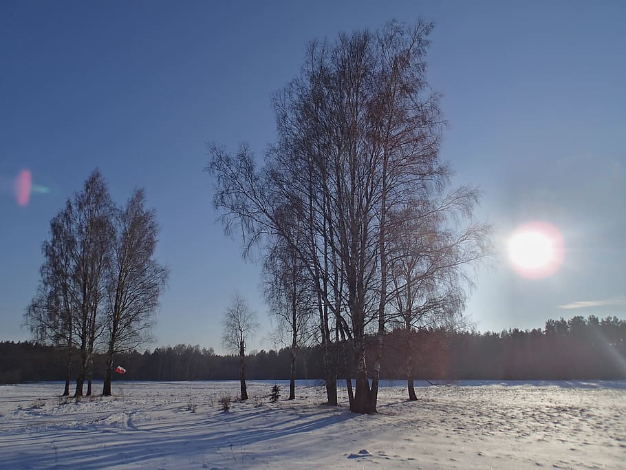 sun, winter, trees, landscape, snow, cold temperature, sky HD wallpaper
