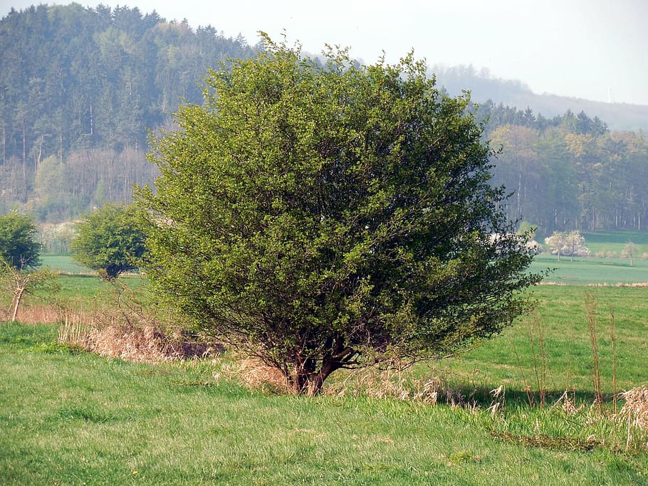 bush, tree, meadow, nature, landscape, grass, outdoors, rural Scene HD wallpaper