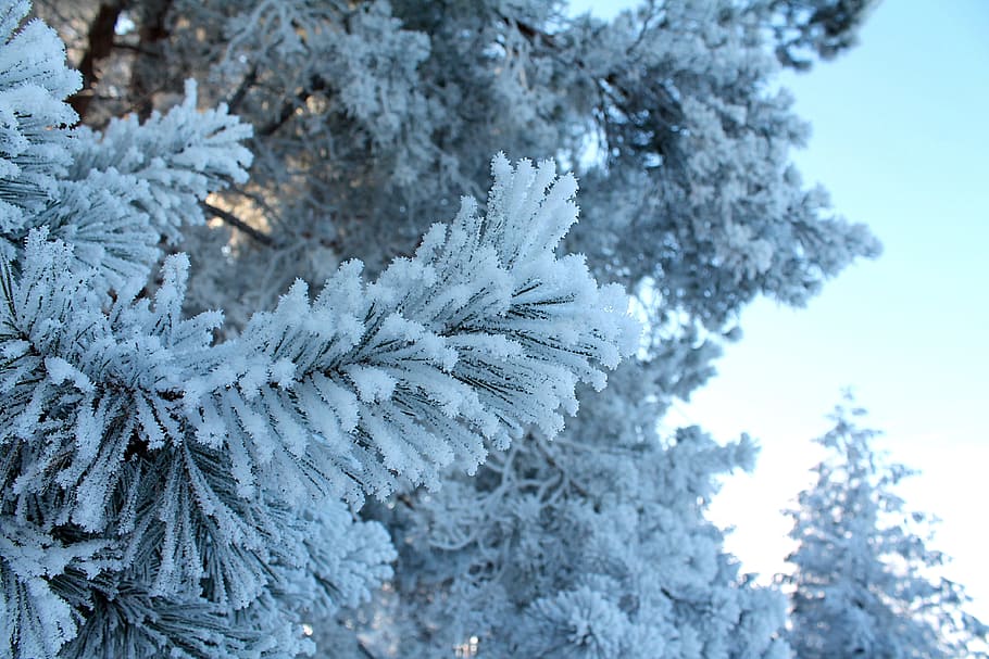 Forest, Leann, winter, winter forest, pine, snow, cold temperature HD wallpaper