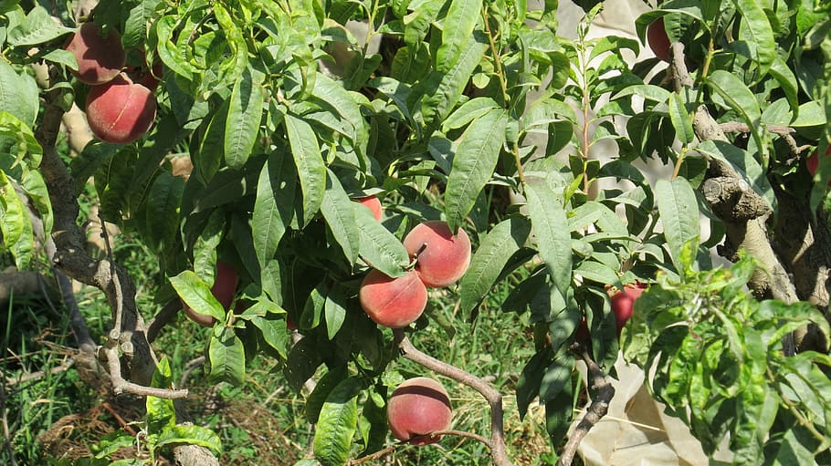 Nectarines, Tree, Nature, Plantation, green color, growth, leaf HD wallpaper
