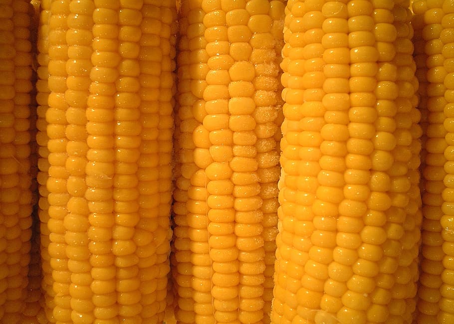 closeup photo of yellow corns, corn on the cob, vegetables HD wallpaper