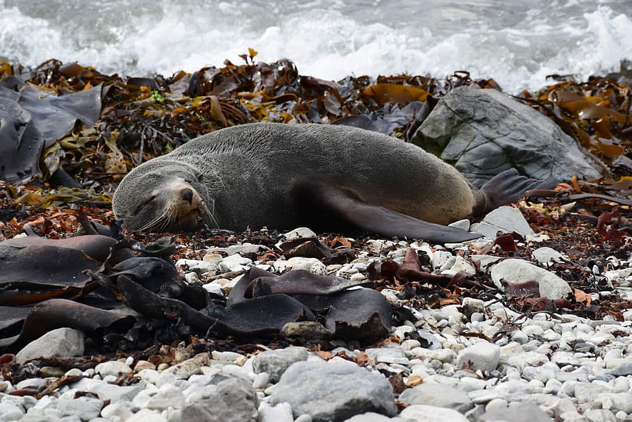 black seal laying on the ground, sea lion lying beside rock, sealion HD wallpaper