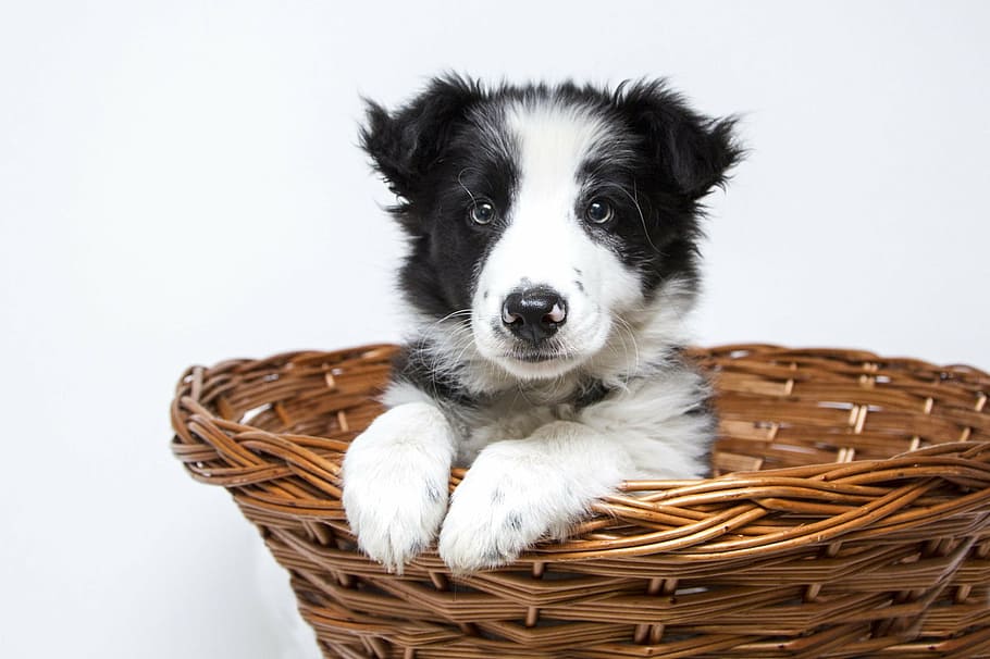 short-coated white and black puppy inside brown wicker basket, HD wallpaper