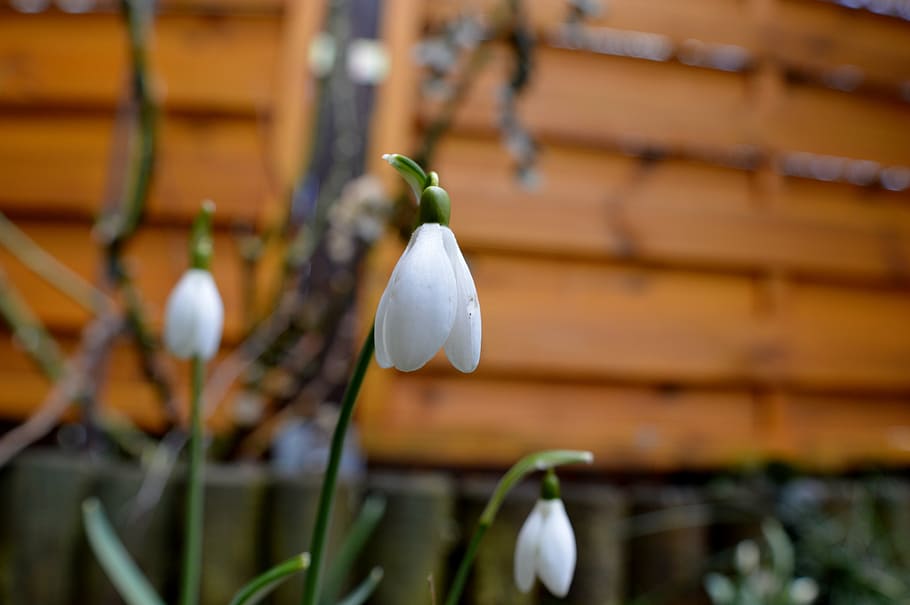 snowdrop, plant, nature, spring, flower, close, macro, growth HD wallpaper
