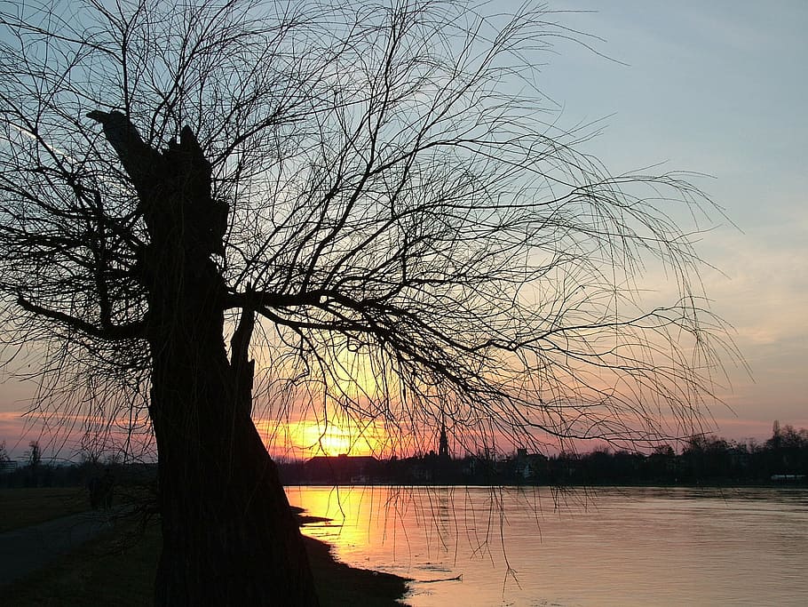 dresden, elbe, tree, water, sunset, sky, tranquility, scenics - nature HD wallpaper