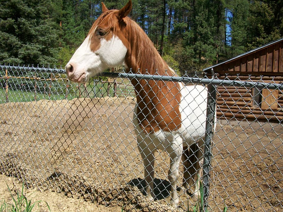 friendly, horse, ranch, animal themes, mammal, domestic, one animal HD wallpaper