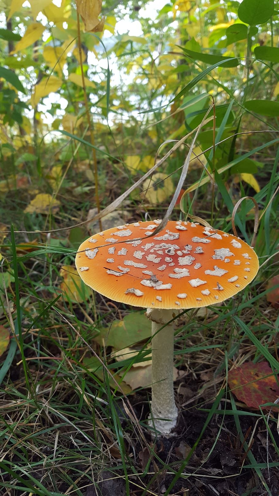 fly agaric, forest, nature, toxic, red toadstool, mushroom HD wallpaper