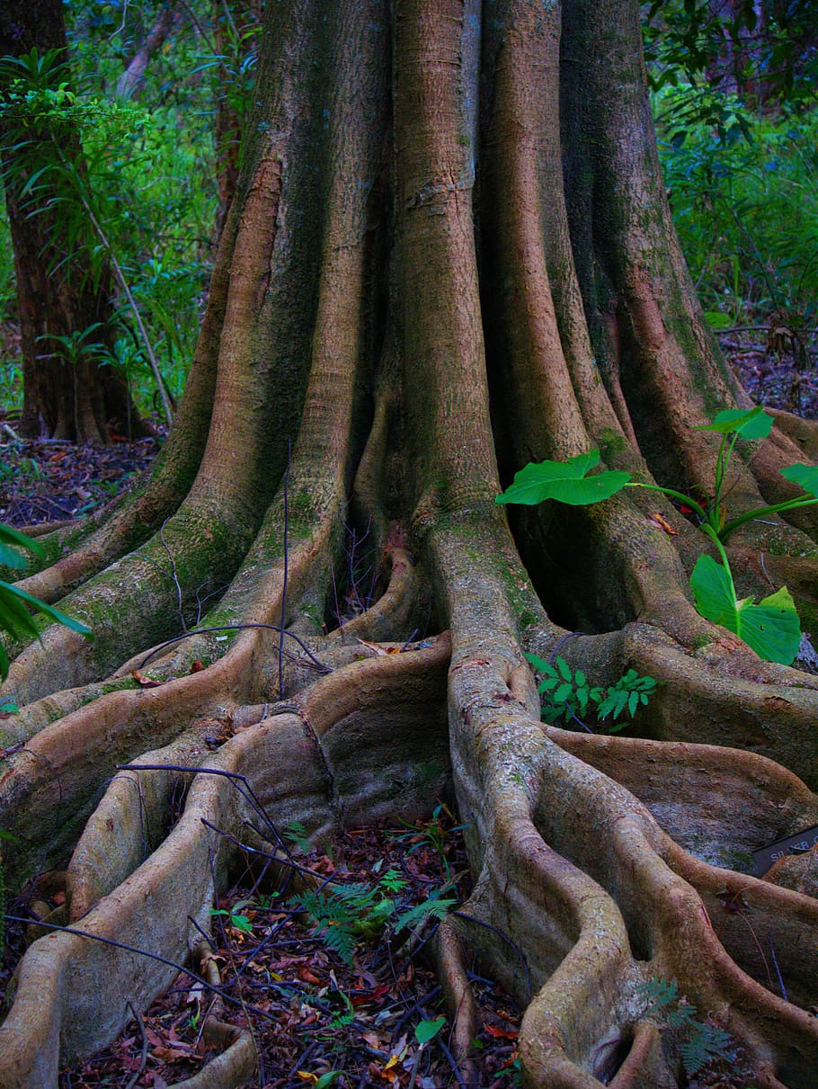 tree, nature, wood, root, trunk, tree trunk, plant, forest HD wallpaper