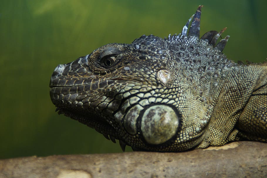 iguana, dragon, reptile, lizard, scaly, zoo, head, one animal HD wallpaper