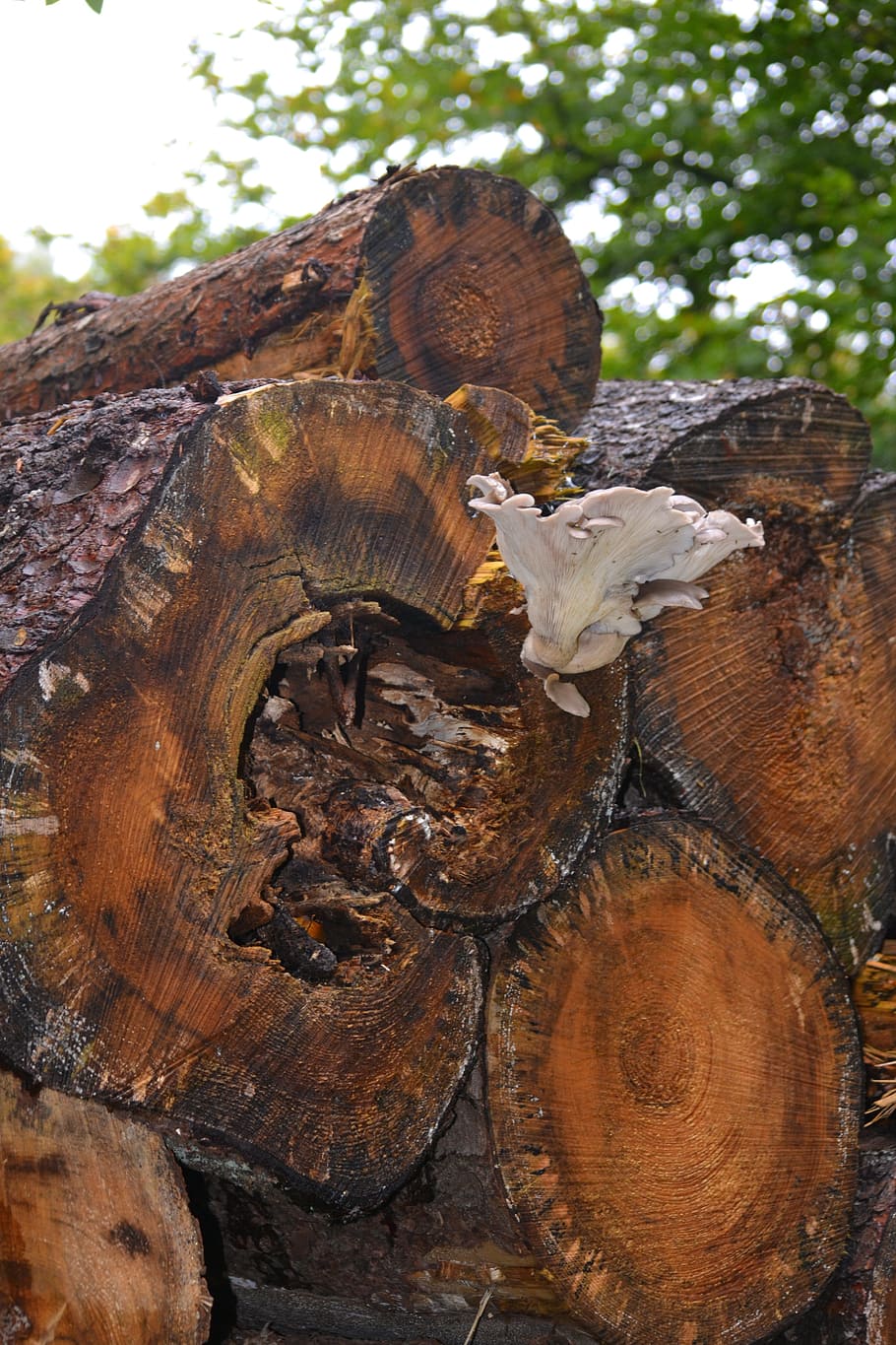 log, mushroom, forest, tree, tribe, sponge, autumn, wood - material HD wallpaper