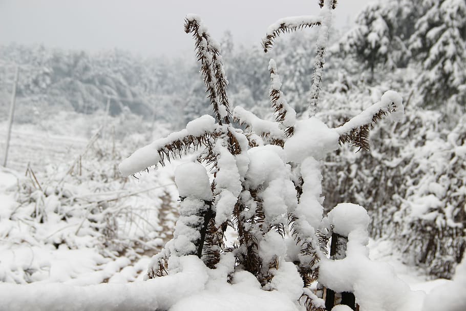 Snowflake, Winter, Views, White, cold temperature, nature, no people HD wallpaper