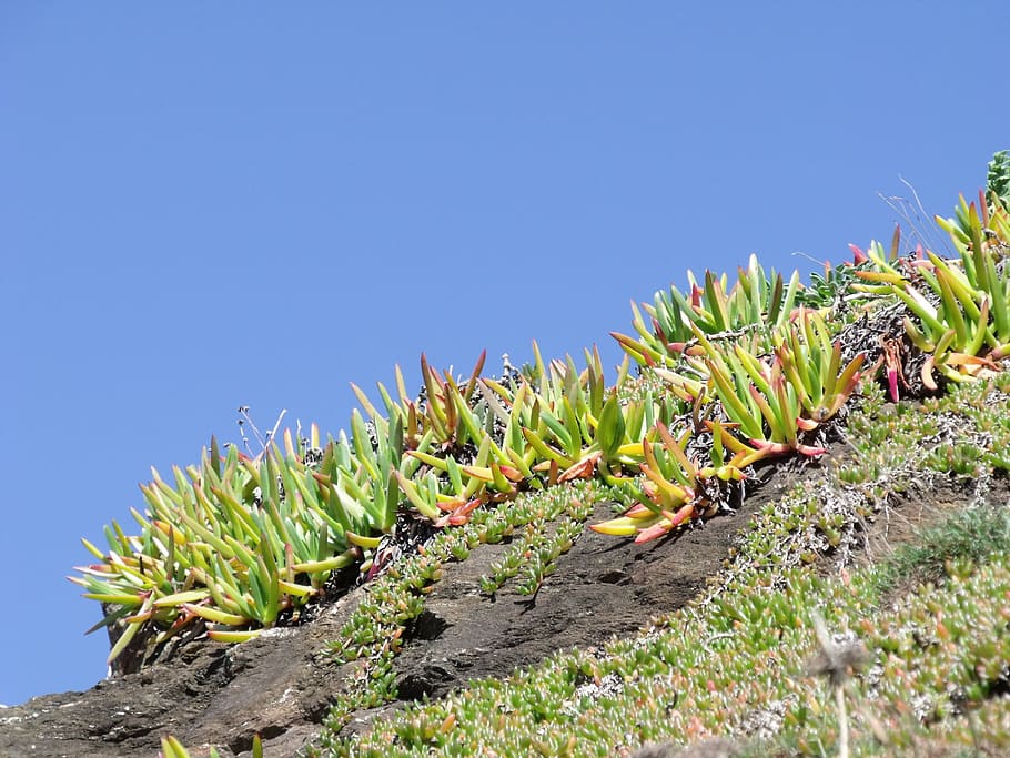 Succulents, Vegetation, Cornwall, Coast, coastline, cornish HD wallpaper