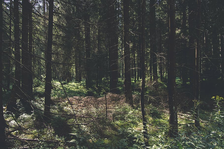 green plants surround trees at daytime, conifer, dawn, daylight HD wallpaper