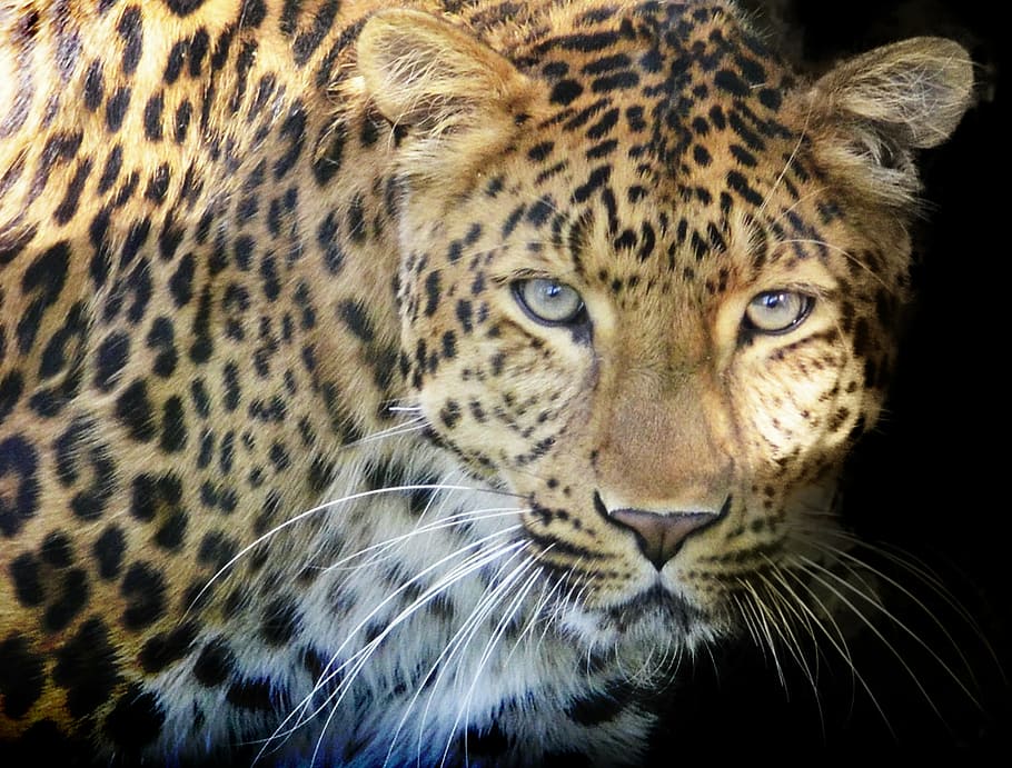 tiger animal looking straight to the camera, leopard, predator HD wallpaper
