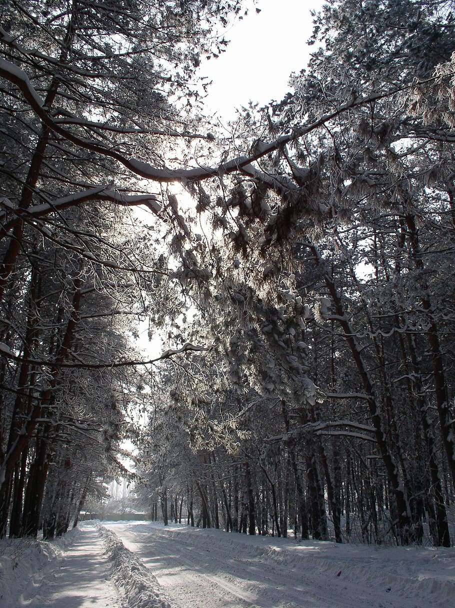 winter, snow, landscape, trees, nature, winter forest, snow winter nature HD wallpaper