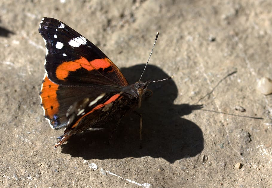 butterfly, black, red, coloring, wings, shadow, animal themes HD wallpaper