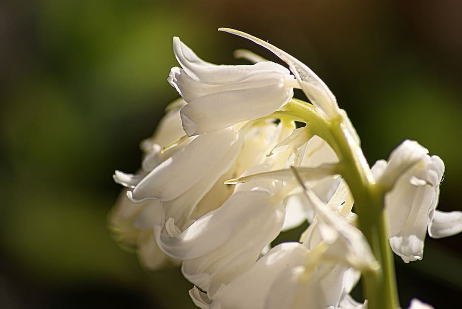thrush, spring, flower, white, bell, sweetness, flowering plant HD wallpaper