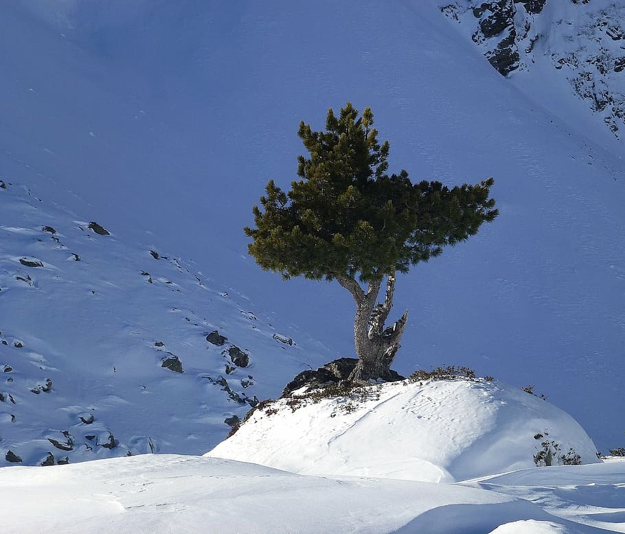 fir, mountains, wintry, snow, winter magic, tree, cold temperature HD wallpaper