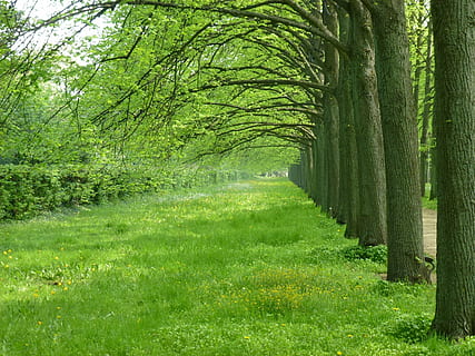 celle, avenue, trees, spring, may, nature, green, meadow, aesthetic HD wallpaper