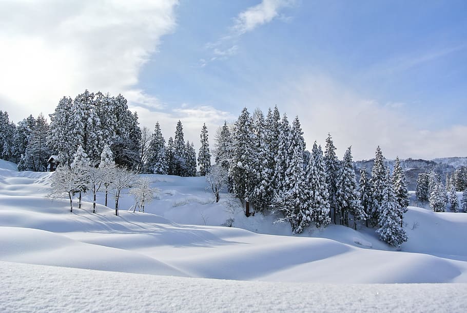 landscape photography of pine trees covered with snow, mountain, HD wallpaper
