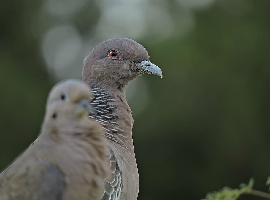 bird, dove, nature, animal, wildlife, beak, animals In The Wild HD wallpaper