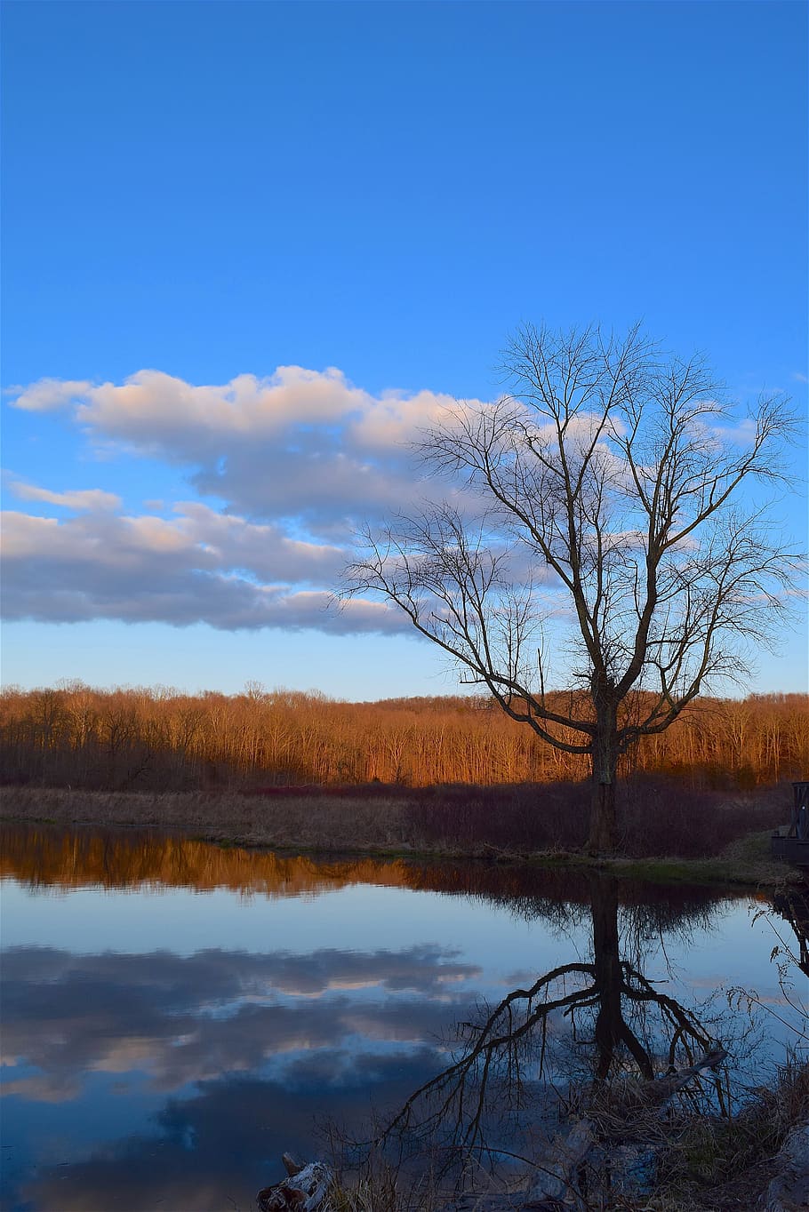 tree, nature, landscape, water, sky, reflection, outdoors, lake HD wallpaper