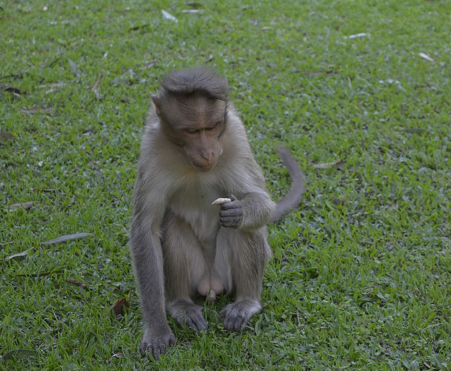 monkey, nature, grass, eating, garden, wildlife, animal, mammal HD wallpaper