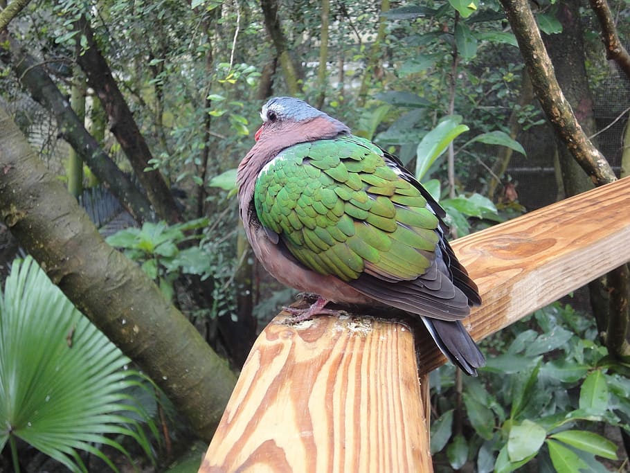 Bird, Fly, green, parrot, one animal, animal themes, perching HD wallpaper