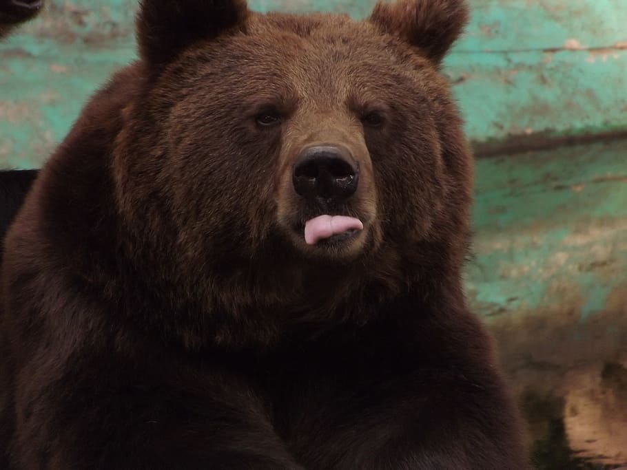 brown bear, grizzly, one animal, mammal, animal wildlife, animals in the wild HD wallpaper