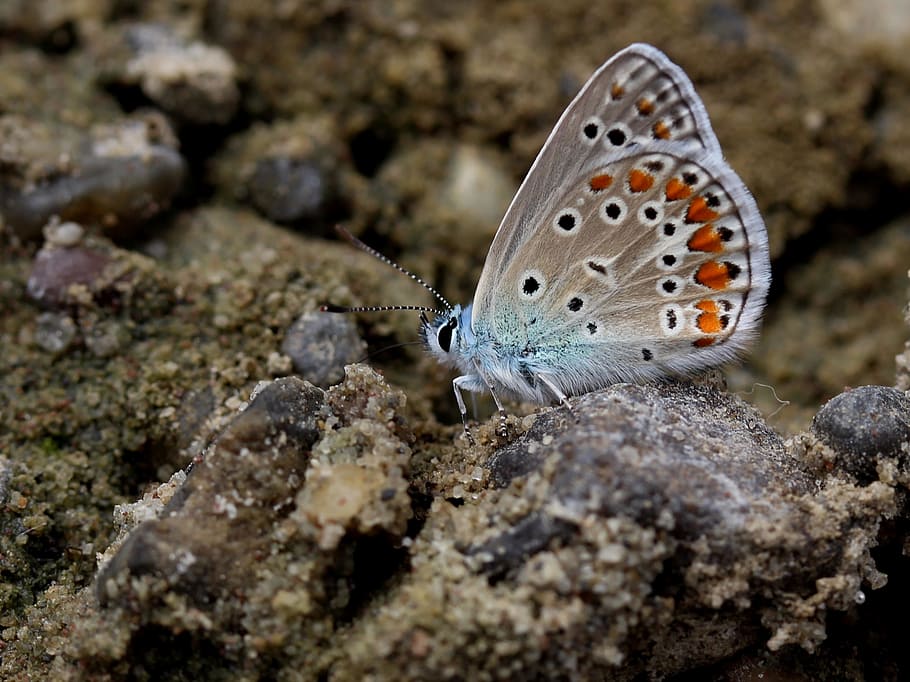 butterfly, blue, insecta, wings, coloring, animal themes, animal wildlife HD wallpaper