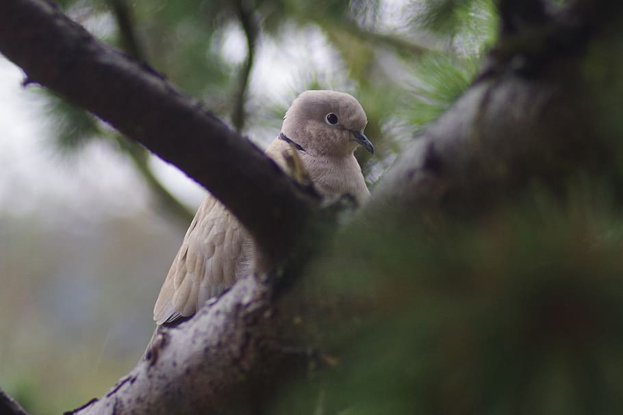 bird, dove, collared, animal wildlife, animals in the wild HD wallpaper