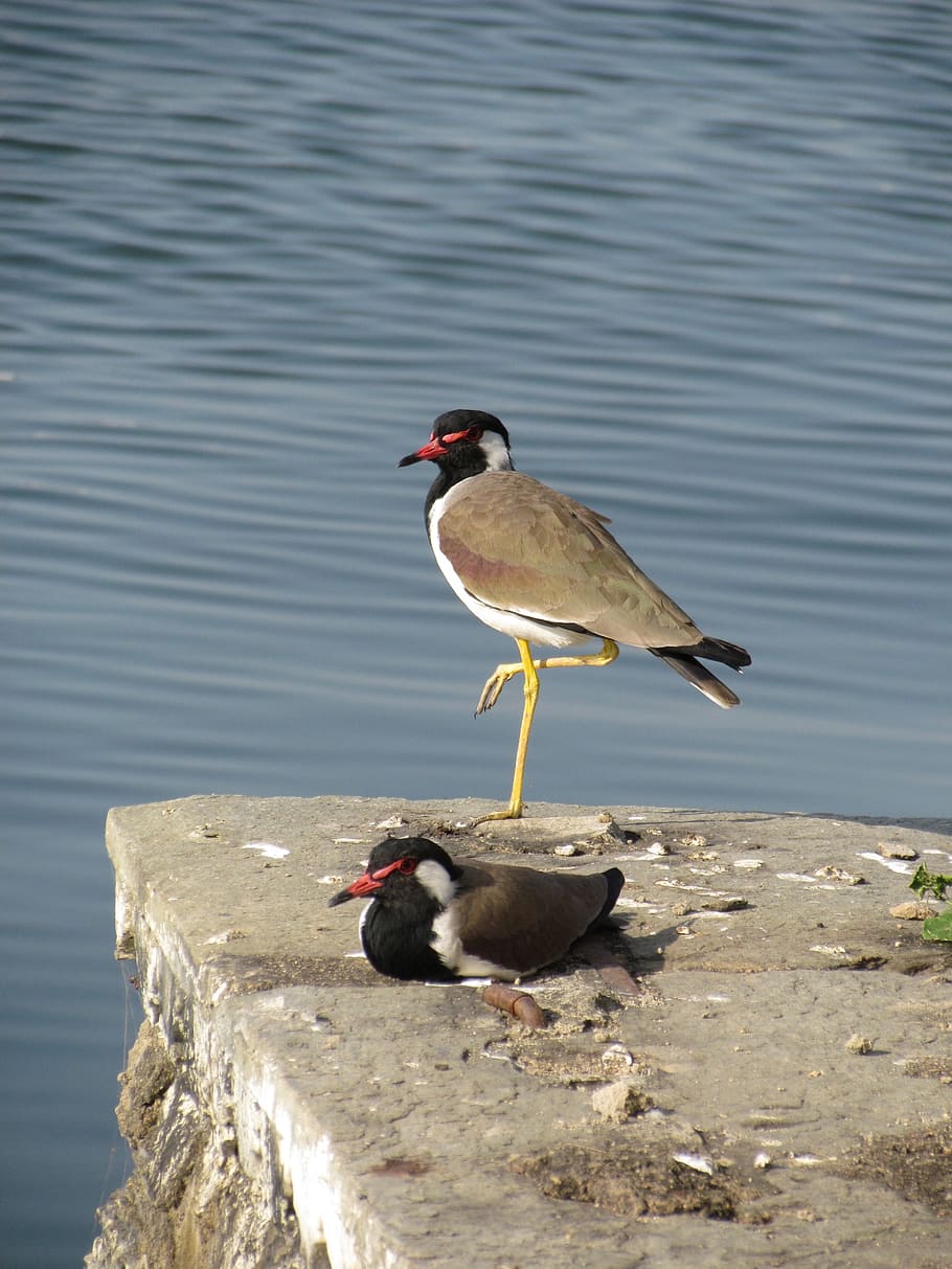 bird, one leg, lake, standing, beak, nature, water, portrait HD wallpaper