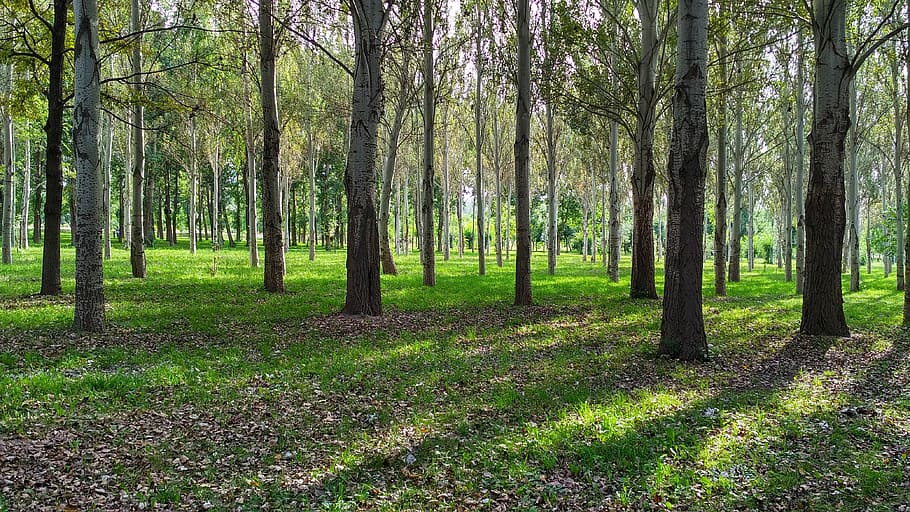 brown trees, forest, sun, bishkek, nature, tree trunk, scenics HD wallpaper