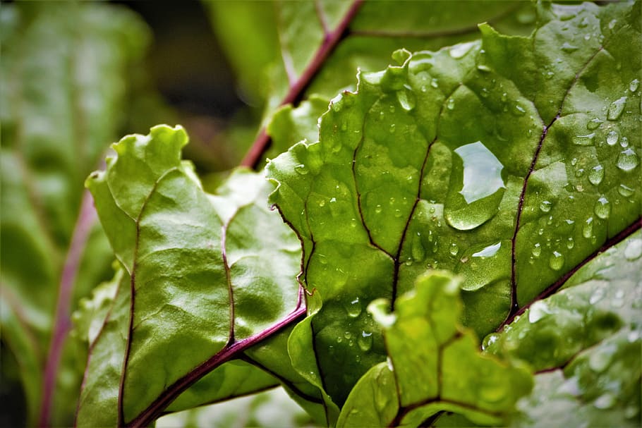Drip, Beetroot, Leaf, Garden, Leaves, plant, green, dewdrop HD wallpaper