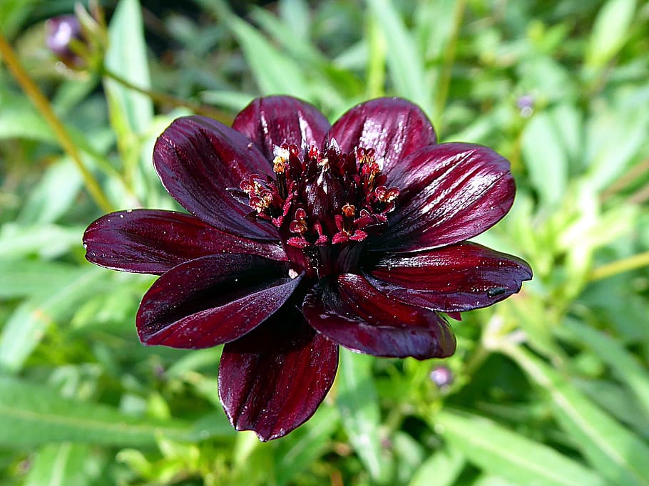 flower, violet, cosmos chocolate, plant, growth, beauty in nature HD wallpaper