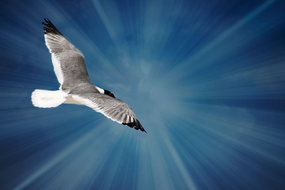 gray and white bird flying under blue sky during daytime, seagull