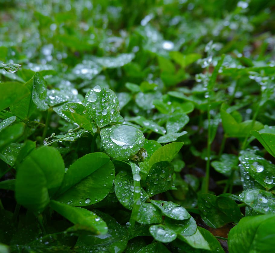 Trefoil, Clover, Drop, rain, drop of water, shining, antomasako HD wallpaper