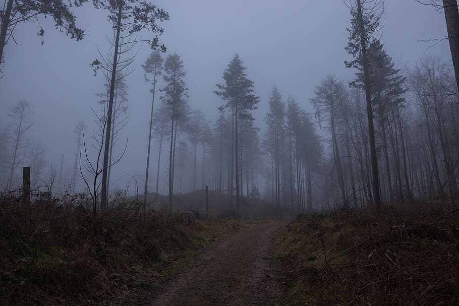 fog, forest, winter, tree, plant, land, tranquility, beauty in nature HD wallpaper