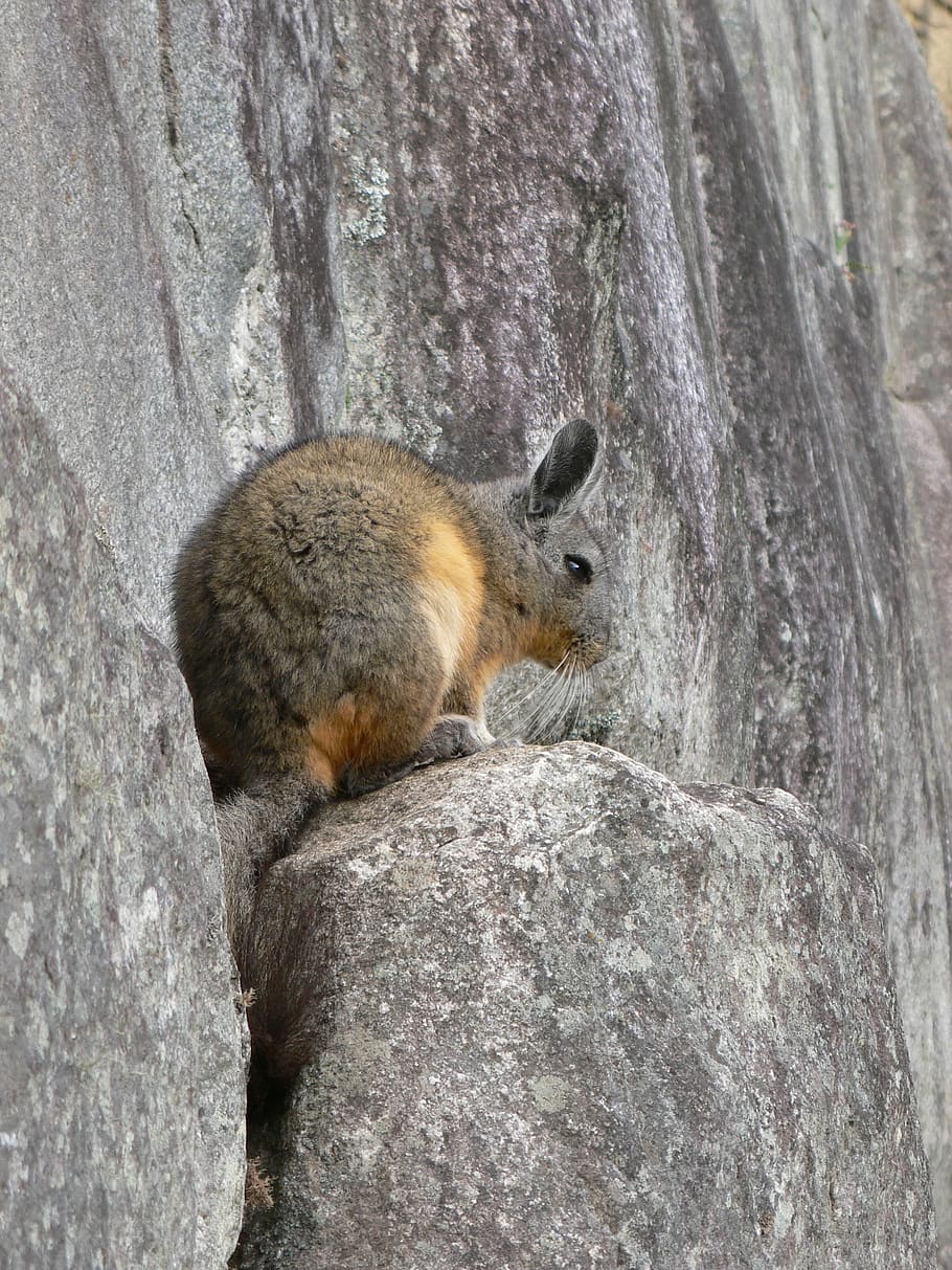 Rabbit, Ucayali, Peru, one animal, animal wildlife, animals in the wild HD wallpaper