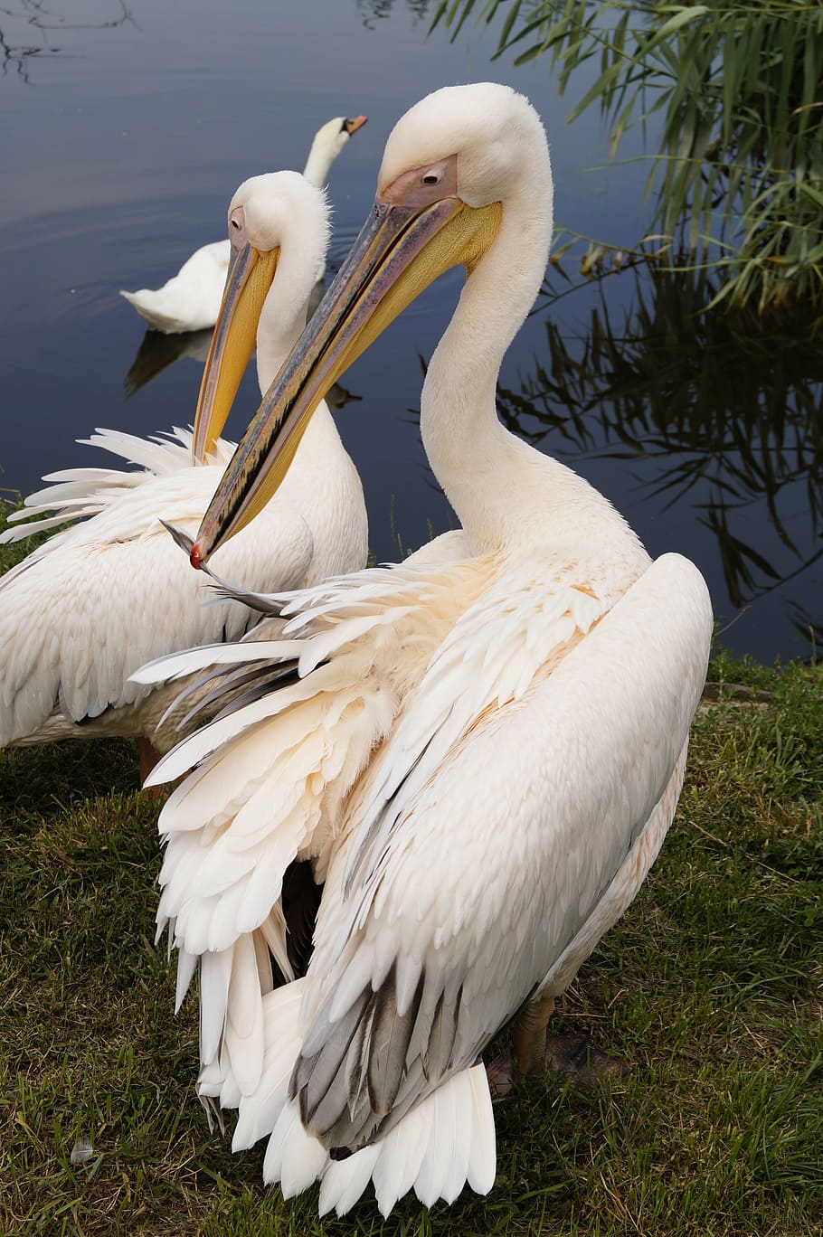 Pelican bird closeup beak white feathers 750x1334 iPhone 8766S  wallpaper background picture image