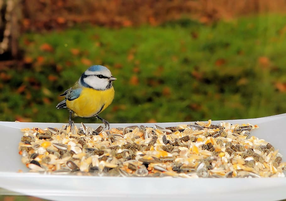 blue, white, and yellow bird, tit, feed, nature, garden, nice HD wallpaper