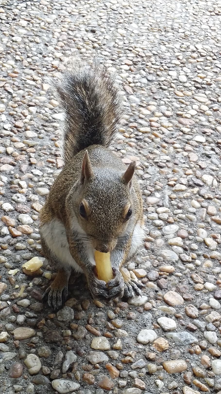 squirrel, nature, food, adaptation, animal themes, animal wildlife HD wallpaper