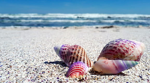four assorted-color seashells on white sand beach during daytime HD wallpaper