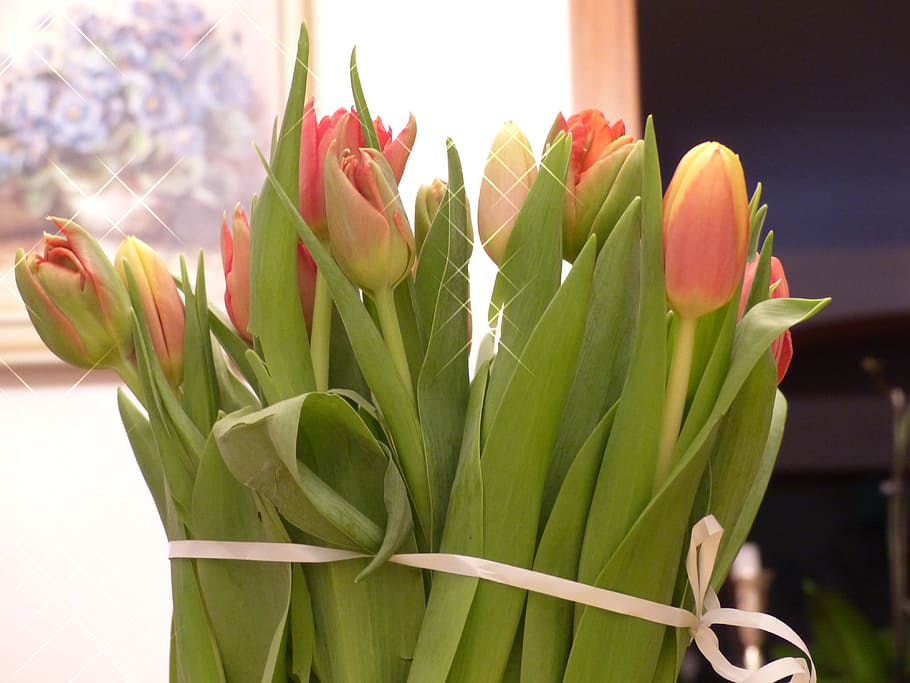 tulips, flowers, spring, bouquet, tulip bouquet, spring flower HD wallpaper