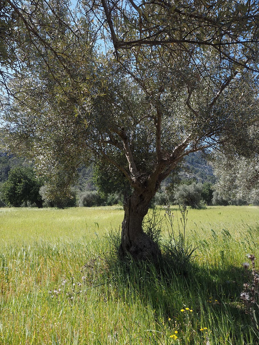 tribe, gnarled, old, olive tree, olive plantation, olive garden HD wallpaper