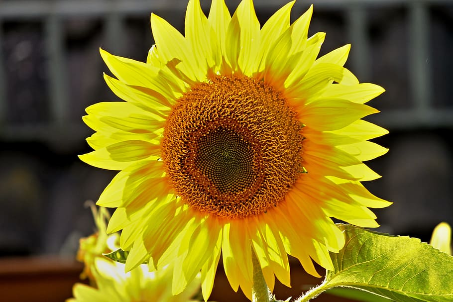 yellow sunflower blooming, sun flower, blossom, summer, plant, HD wallpaper