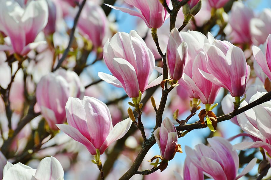 selective focus white-and-pink petaled flowers, magnolia, spring HD wallpaper
